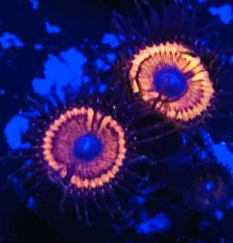 Armor Of God Zoanthids - Zoanthus sp.